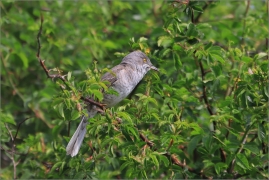 <p>PĚNICE VLAŠSKÁ (Sylvia nisoria) /Berred warbler - Sperbergerasmücke/</p>